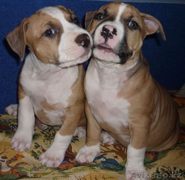 щенки американ. стаффордширского терьера - Изображение #1, Объявление #4427