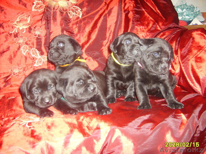 Щенки лабрадора - Изображение #1, Объявление #16310