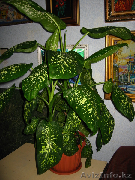 Продам диффенбахию - Изображение #1, Объявление #61378