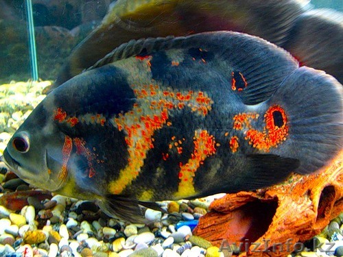 аквариумные рыбки - Изображение #1, Объявление #91041