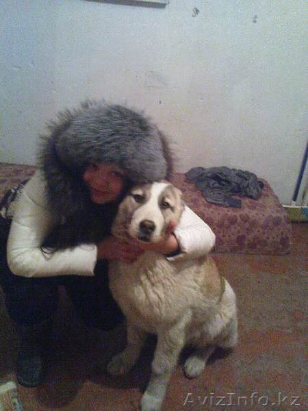 janpv@mail.ru657379 - Изображение #1, Объявление #194678