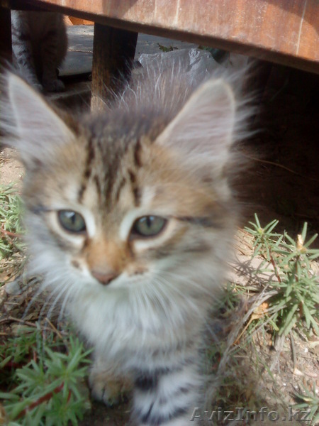 Отдаю котят в добрые руки - Изображение #1, Объявление #338422