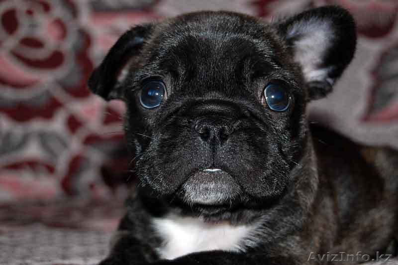 ТИГРОВЫЕ ЩЕНКИ - ФРАНЦ. БУЛЬ. - Изображение #1, Объявление #376038