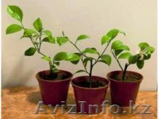 лимон комнатный - Изображение #1, Объявление #387065