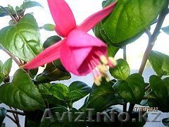 отростки фуксии розовой ампельной - Изображение #1, Объявление #867959