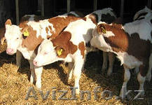 ЗЦМ МОЛОГА-2000 - Изображение #1, Объявление #937323