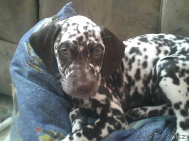 Продам далматинав 2 месяца  - Изображение #1, Объявление #964005