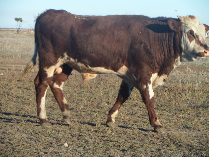 Продам телёнка подсоснго - Изображение #1, Объявление #967123