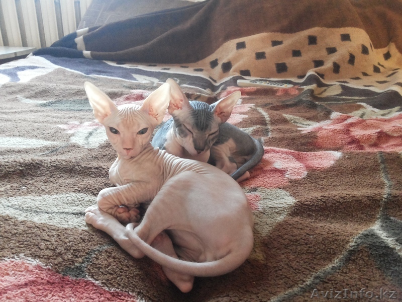 котята донского сфинкса 3 месяца - Изображение #1, Объявление #1002991