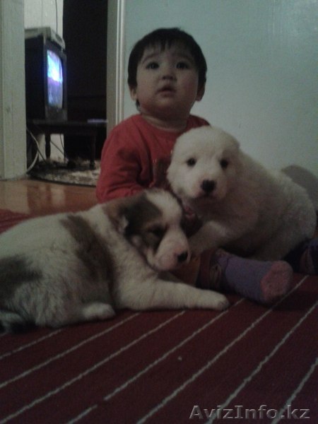 ПРОДАМ ЩЕНЯТ!!!!!ПРОДАМ ЩЕНЯТ!!!!!!!ПРОДАМ ЩЕНЯТ!!!!!!! - Изображение #1, Объявление #1023899