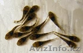 Аквариумная рыбка,Анциструс - Изображение #1, Объявление #1047949