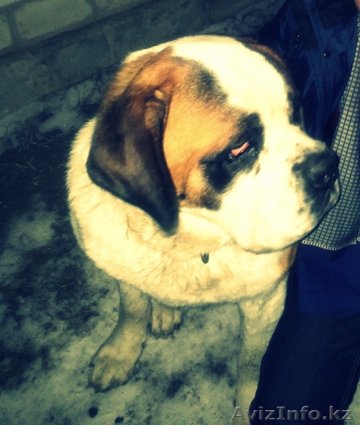 Кобель сенбернара ищет подругу - Изображение #1, Объявление #1057271