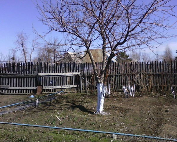 Срочно продам две смежные дачи сад "Южный", 13 соток - Изображение #1, Объявление #1083903