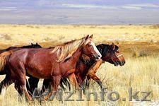 Лошади продажа в Павлодаре - Изображение #1, Объявление #1163274