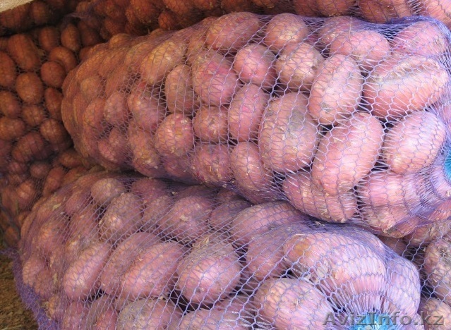 Отличный картофель из Павлодара - Изображение #1, Объявление #1254042