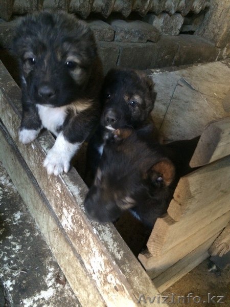 Растения животные птицы - Изображение #1, Объявление #1253837