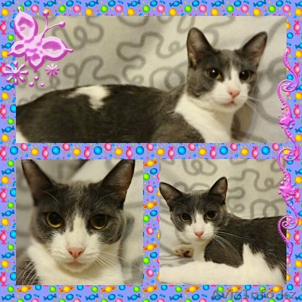 Отдается стерильная кошка - Изображение #1, Объявление #1297669