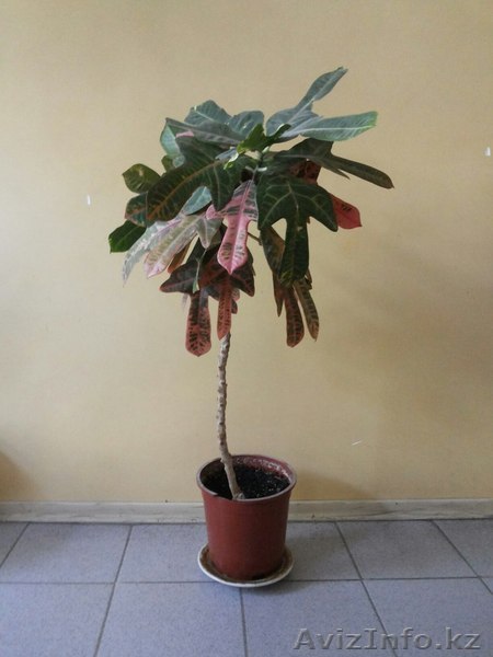 Комнатное растение Кротон - 1м. - Изображение #1, Объявление #1307706