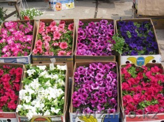 Рассада цветов петунии и многое другое  - Изображение #1, Объявление #1365910