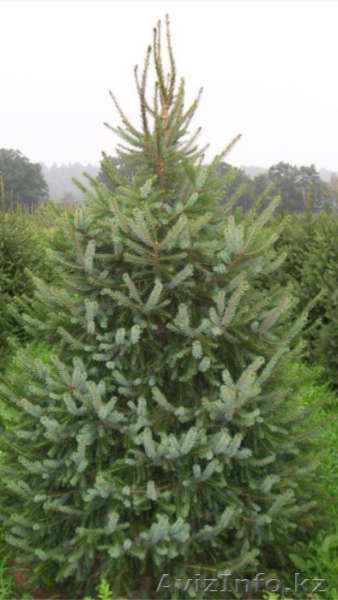 семена ель сибирская - Изображение #1, Объявление #1375796