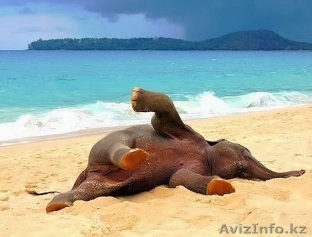 Индия (Гоа) путешествуйте с нами! - Изображение #1, Объявление #1511486