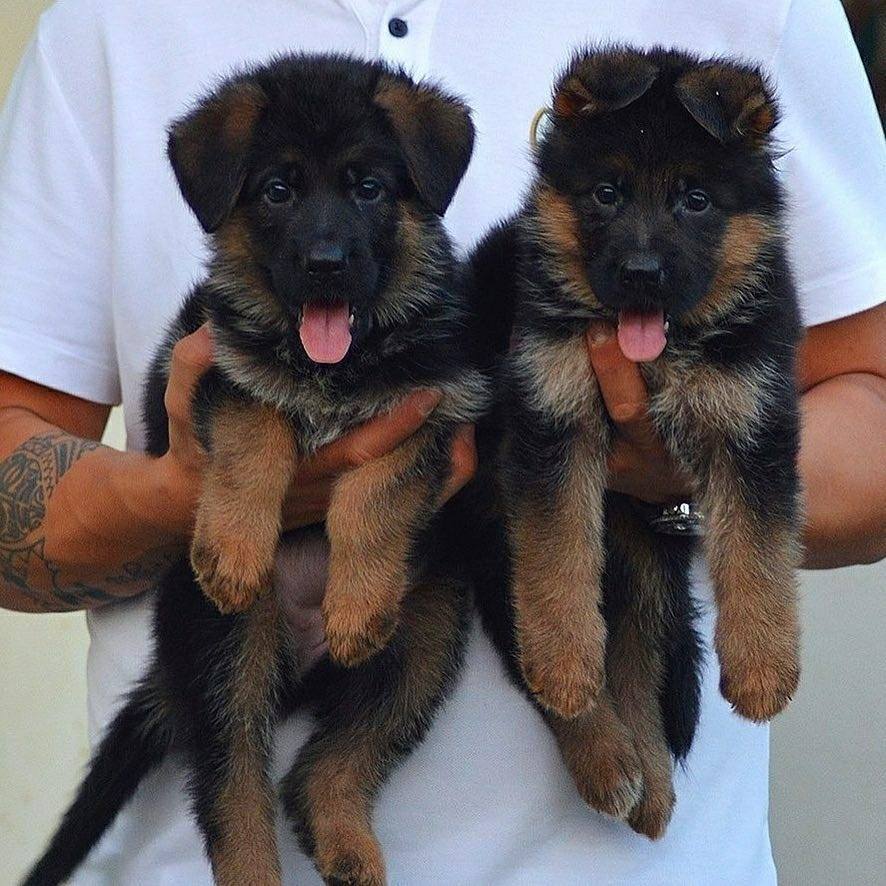 Неміс овчаркасы өздерінің  - Изображение #1, Объявление #1720046