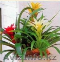 продам отростки - Изображение #1, Объявление #31348