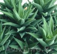 продам отростки - Изображение #5, Объявление #31348