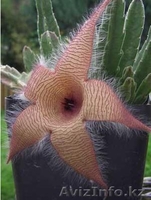 продам отростки - Изображение #4, Объявление #31348