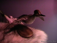 Чучело утки чирок-свистунок (селезень) - Изображение #2, Объявление #47037