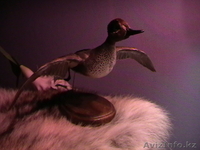 Чучело утки чирок-свистунок (селезень) - Изображение #3, Объявление #47037