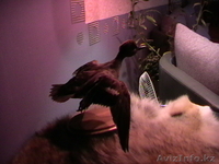 Чучело утки чирок-свистунок (селезень) - Изображение #4, Объявление #47037