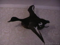 Чучело утки *хохлатая чернить-селезень* - Изображение #1, Объявление #47047