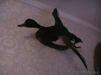 Чучело утки *хохлатая чернить-селезень* - Изображение #2, Объявление #47047