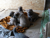 Кавказкие овчарки - Изображение #1, Объявление #94971