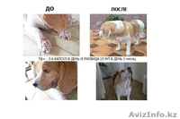 Трансфер Фактор Плюс - Изображение #2, Объявление #119259