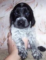 Продам щенков русского охотничьего спаниеля - Изображение #1, Объявление #177733