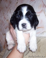 Продам щенков русского охотничьего спаниеля - Изображение #2, Объявление #177733