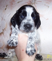 Продам щенков русского охотничьего спаниеля - Изображение #3, Объявление #177733