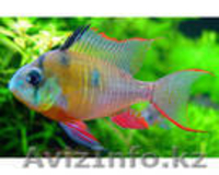 Продаю аквариумных  рыбок оптом - Изображение #3, Объявление #217123