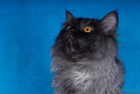 Сибирский котенок от Чемпиона WCF Барина - Изображение #3, Объявление #345702