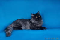 Сибирский котенок от Чемпиона WCF Барина - Изображение #4, Объявление #345702