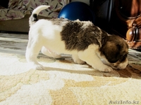 Продам не дорого милых добрых щенят) - Изображение #1, Объявление #359340