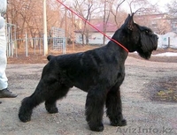 В Омске щенки ризеншнауцера - Изображение #1, Объявление #419123