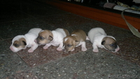Щенки Джек Рассел терьера из фильма Маска - Изображение #1, Объявление #547207