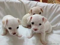 Продам щенков Чихуахуа - Изображение #1, Объявление #612787