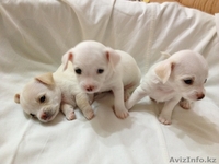 Продам щенков Чихуахуа - Изображение #2, Объявление #612787