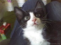 Отдам кота добрым людям - Изображение #1, Объявление #722229