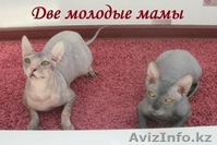 котята "Донского сфинкса" - Изображение #1, Объявление #716491