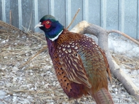 Фазан в Казахстане - Изображение #1, Объявление #735516